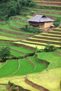 Rice paddy