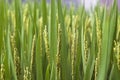 Rice paddy Royalty Free Stock Photo