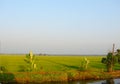 A Rice Paddy along a Backwater Canal, Kerala, India - A Natural Background