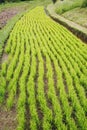 Rice Paddy in Bali Royalty Free Stock Photo