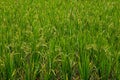 Close up of rice paddy full of rice seeds Royalty Free Stock Photo