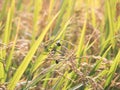 The rice paddy close up