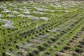 Rice paddy in early spring Royalty Free Stock Photo