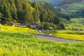 Rice paddy farm on sunset. Yotsuya, Aichi prefecture, Japan