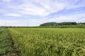 Rice paddy Royalty Free Stock Photo