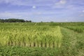 Rice paddy Royalty Free Stock Photo