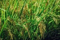 Rice in Paddy Field from Dongshan Township, Yilan, Taiwan.