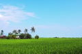 Rice paddy field in early stage at Malaysia. Coconut tree and ho Royalty Free Stock Photo