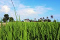 Rice paddy field in early stage at Malaysia. Coconut tree and house