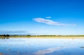 Rice paddy field in Ebro delta, Spain. Blue sky water reflection Royalty Free Stock Photo