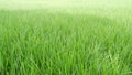 Rice paddy field with fresh green leaves Royalty Free Stock Photo