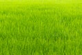 Rice paddy field fresh green leaves background Royalty Free Stock Photo