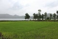 A rice paddy field and lake mountain range view in India