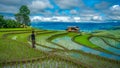 Rice Paddy Field Landscape Mountain