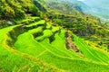 Vietnam Rice Paddy Field Royalty Free Stock Photo