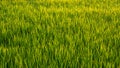 Rice paddy field with yellow sunlight in the morning. Royalty Free Stock Photo