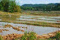 Rice paddy fields near the Plain of Jars archaeological site. The fields conceal a hidden danger Royalty Free Stock Photo