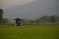 Rice Paddy Fields in Northern Thailand Royalty Free Stock Photo