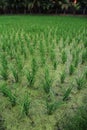 Rice Paddy Fields