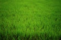 Rice paddy, green field