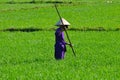 Rice paddy Harvester