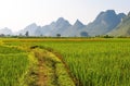 Rice Paddy and Karst Mountains, Yangshuo, China