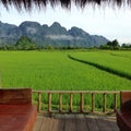 Rice paddy Laos