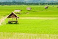 Rice paddy in luang namtha valley, Laos