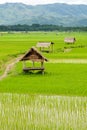 Rice paddy in luang namtha valley, Laos