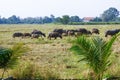 rice paddy and many buffalos