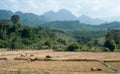 Rice paddy and mountains on horizon