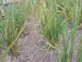 rice or paddy plant close-up