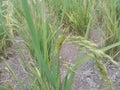 rice or paddy plant close-up