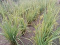 rice or paddy plant close-up