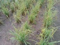 rice or paddy plant close-up