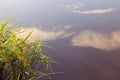 Rice paddy plant with reflection of sky on a pond Royalty Free Stock Photo