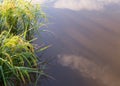 Rice paddy plant with reflection of sky on a pond Royalty Free Stock Photo