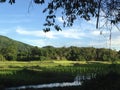 Rice paddy, plantation in mountains, green season.