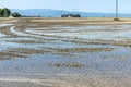 Rice paddy planting in the Ebro Delta park, Catalonia Spain Royalty Free Stock Photo