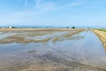 Rice paddy planting in the Ebro Delta park, Catalonia Spain Royalty Free Stock Photo