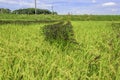 Rice paddy Royalty Free Stock Photo