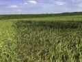 Rice paddy Royalty Free Stock Photo