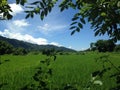 Rice paddy, rainy season in Laos. Green view, scenic landscape, rural area.