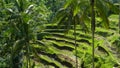 Rice paddy terraces and coconut palms at tegallang, bali Royalty Free Stock Photo