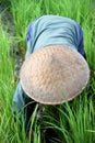 Rice Paddy Worker Royalty Free Stock Photo