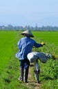 Rice Paddy Worker Royalty Free Stock Photo