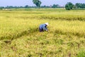 Rice Paddy Worker Royalty Free Stock Photo