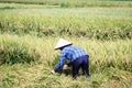 Rice Paddy Worker Royalty Free Stock Photo