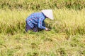 Rice Paddy Worker Royalty Free Stock Photo