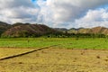 Rice paddy workers in a field near Mawun Beach, Kuta, Lombok Royalty Free Stock Photo